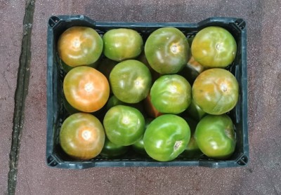 Foto Pomodori Verdi Varietà Caramba Origine Spagna Marchio Horticola de Mazarron  3