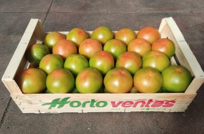 Foto Pomodoro Verde Varietà Caramba Origine Spagna Marchio Hortoventas 1