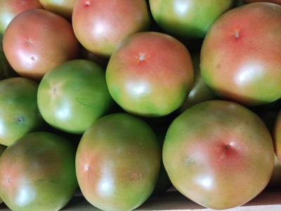 Foto Pomodoro Verde Varietà Caramba Origine Spagna Marchio Hortoventas 2