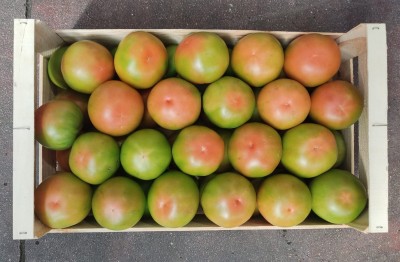 Foto Pomodoro Verde Varietà Caramba Origine Spagna Marchio Hortoventas 3