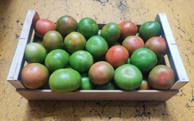 Foto Pomodori Verdi Varietà Caramba Origine Spagna Marchio Pannack 1