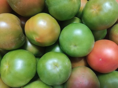 Foto Pomodori Verdi Varietà Caramba Origine Spagna Marchio Pannack 2