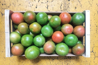 Foto Pomodori Verdi Varietà Caramba Origine Spagna Marchio Pannack 3