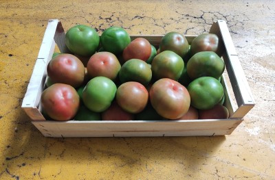 Foto Pomodoro Verde Varietà Caramba Origine Spagna Marchio Hortoventas 1