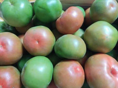 Foto Pomodoro Verde Varietà Caramba Origine Spagna Marchio Hortoventas 2