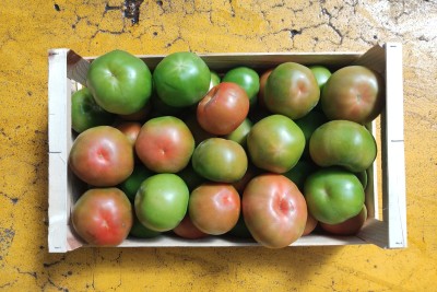 Foto Pomodoro Verde Varietà Caramba Origine Spagna Marchio Hortoventas 3