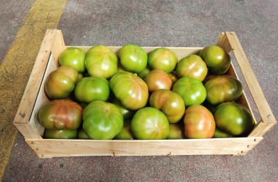 Foto Pomodori Verdi Varietà Caramba Origine Italia Marchio Panella 1