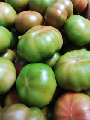 Foto Pomodori Verdi Varietà Caramba Origine Italia Marchio Panella 2