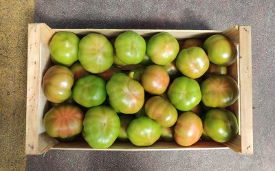 Foto Pomodori Verdi Varietà Caramba Origine Italia Marchio Panella 3