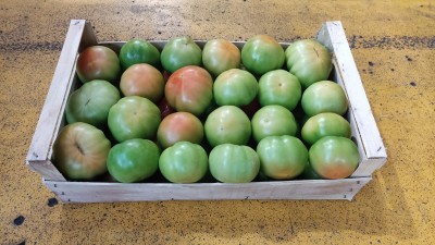 Foto Pomodori Verdi  Varietà insalataro origine Italia marchio Panella      1