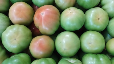 Foto Pomodori Verdi  Varietà insalataro origine Italia marchio Panella      2