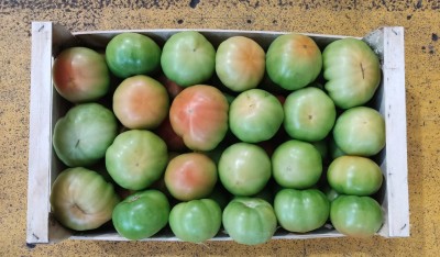 Foto Pomodori Verdi  Varietà insalataro origine Italia marchio Panella      3