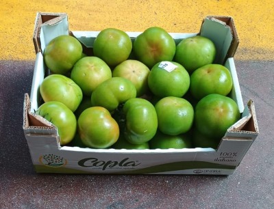 Foto Pomodori Verde Varietà Caramba Origine Italia Marchio Copla 1