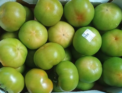 Foto Pomodori Verde Varietà Caramba Origine Italia Marchio Copla 2