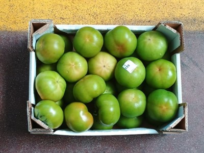 Foto Pomodori Verde Varietà Caramba Origine Italia Marchio Copla 3