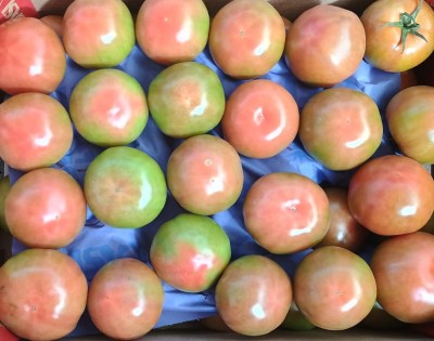 Foto Pomodori Verdi Varietà Caramba Origine Spagna Marchio Casi      2