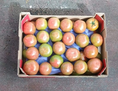 Foto Pomodori Verdi Varietà Caramba Origine Spagna Marchio Casi      3