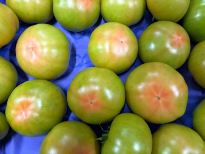 Foto Pomodori Verdi Varietà Caramba Origine Spagna Marchio Casi       2