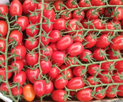 Foto Pomodoro Pixel Origine Italia Marchio La Marca  2
