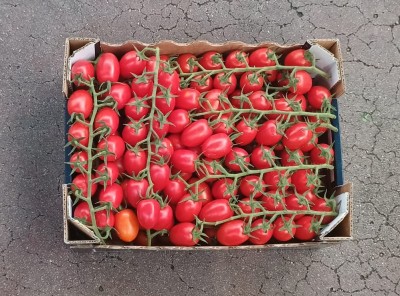 Foto Pomodoro Pixel Origine Italia Marchio La Marca  3
