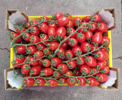 Foto Pomodoro Pixel Origine Italia Marchio Trentuno 3