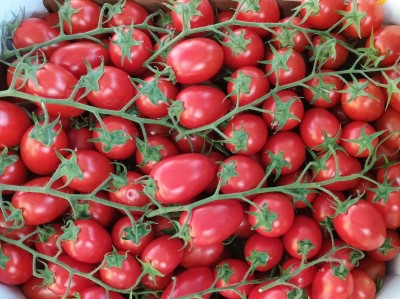 Foto Pomodoro Pixel Origine Italia Marchio Bontà Di Sicilia  2