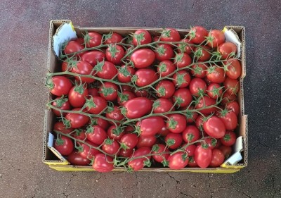 Foto Pomodoro Pixel Origine Italia Marchio Bontà Di Sicilia  3