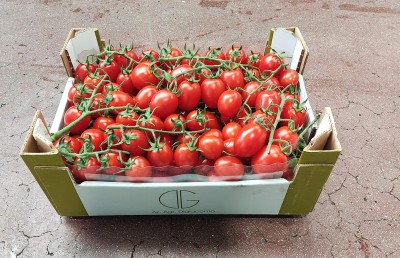 Foto Pomodoro Pixel Origine Italia Marchio Di Giacomo 1