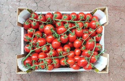 Foto Pomodoro Pixel Origine Italia Marchio Di Giacomo 3