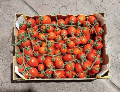 Foto Pomodoro Pixel Origine Italia Marchio Sicilia 3