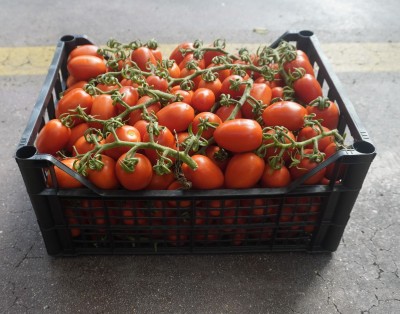 Foto Pomodoro Pixel Origine Italia Marchio Pallavicino  1