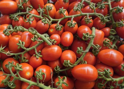 Foto Pomodoro Pixel Origine Italia Marchio Pallavicino  2