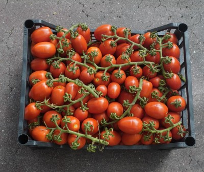 Foto Pomodoro Pixel Origine Italia Marchio Pallavicino  3