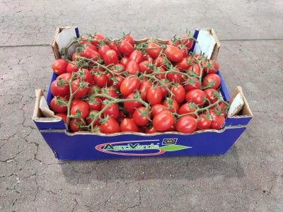 Foto Pomodoro Pixel Origine Italia Marchio Agroverde  1