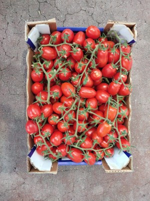 Foto Pomodoro Pixel Origine Italia Marchio Agroverde  3