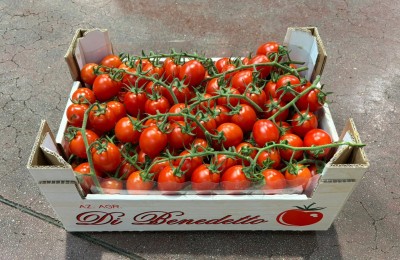 Foto Pomodoro Pixel Origine Italia Marchio Benedetto 1