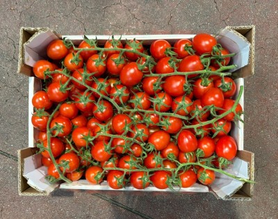 Foto Pomodoro Pixel Origine Italia Marchio Benedetto 3