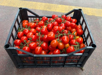 Foto Pomodoro Pixel Lavorazione in Plastica Origine Italia Marchio Flli Gulino  1