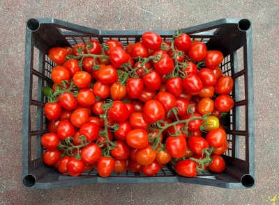Foto Pomodoro Pixel Lavorazione in Plastica Origine Italia Marchio Flli Gulino  3