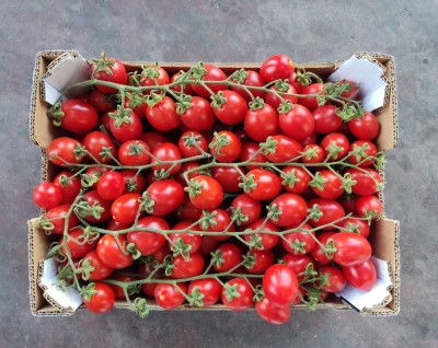 Foto Pomodoro Pixel Origine Italia Marchio L'Orto di Sicilia       3