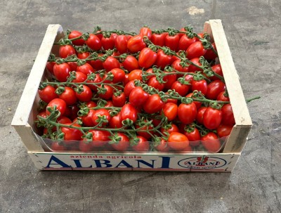 Foto Pomodoro Pixel Origine Italia Marchio Albani 1