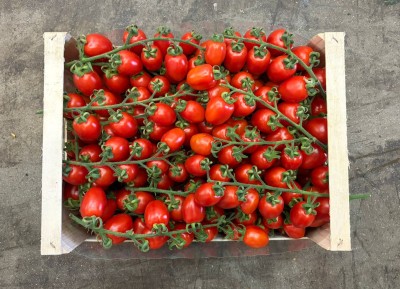 Foto Pomodoro Pixel Origine Italia Marchio Albani 3