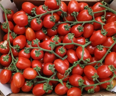 Foto Pomodoro Pixel Origine Italia Marchio ''Le Primizie''  2