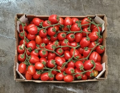 Foto Pomodoro Pixel Origine Italia Marchio ''Le Primizie''  3