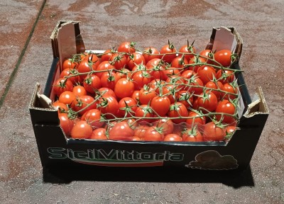 Foto Pomodoro Pixel Origine Italia Marchio Vittoria Verde 1