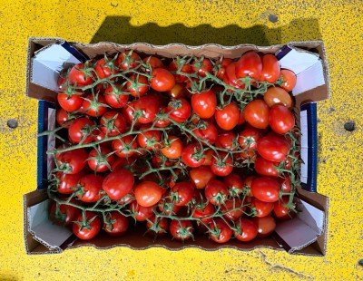 Foto Pomodoro Pixel Origine Italia Marchio Tradizione di Sicilia 3