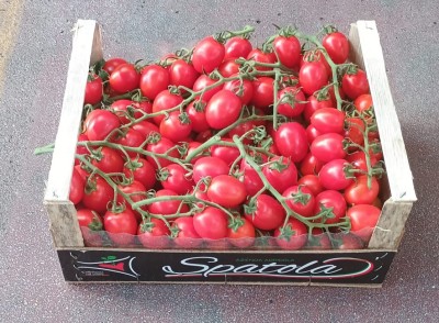 Foto Pomodoro Pixel Origine Italia Marchio Spatola 1