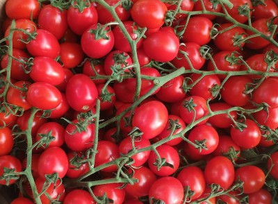 Foto Pomodoro Pixel Origine Italia Marchio Spatola 2