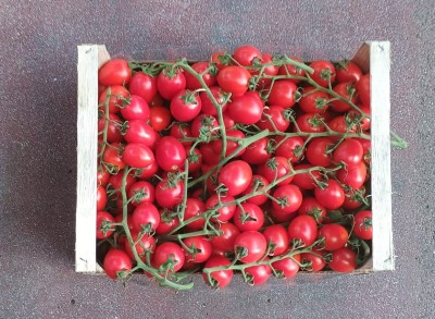 Foto Pomodoro Pixel Origine Italia Marchio Spatola 3