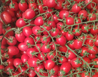Foto Pomodoro Pixel Origine Italia Confezione in Legno Marchio ''Spatola'' 2